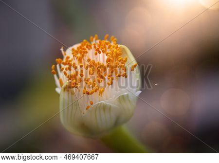 Close Up Of White Flower With Yellow Pollen In The Morning Light. The Flower Of The Elephant Ear, Al