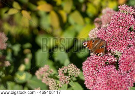 A Peacock Butterfly Is Eating On A Pink Sedum Flower - Hare Cabbage. A Flowerbed With Flowers Pollin