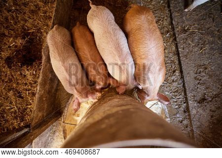 A Small Piglet In The Farm Eating. Swine In A Stall. Group Of Pig In The Countryside Farm.
