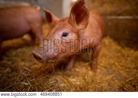 Shallow Depth Of Field Pig Portrait At Pigsty. Pig Farm. Group Of Pigs At Animal Farm.