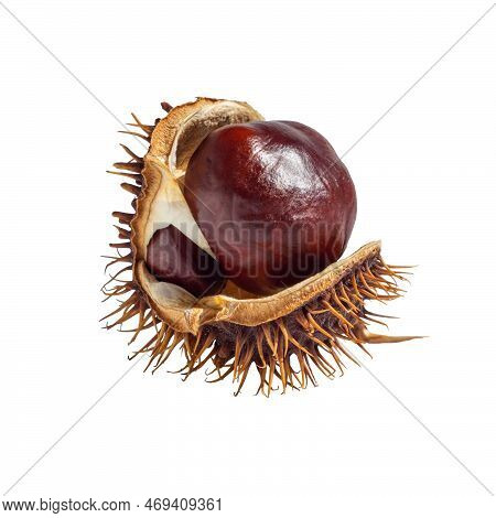 Chestnut Kernels In An Open Shell Isolated On A White Background. High-quality Chestnut Isolate. Con