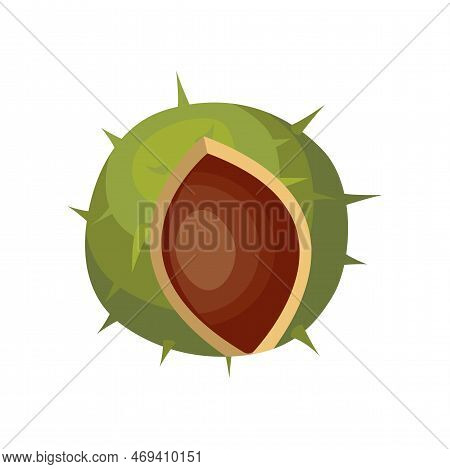 Cracked Chestnut Isolated On White Background. Chestnut Vector Illustration. Nature, Food, Autumn Co