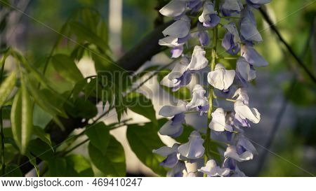 Japanese Wisteria Blooms In Spring. Grones Of Purple Wisteria Flowers Close-up On A Background Of Gr