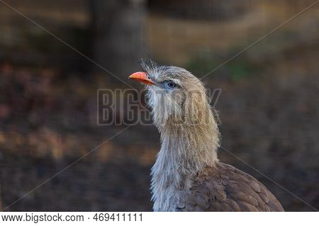 Portrait Of The Head Of A Beautiful Bird Seriema Red-billed