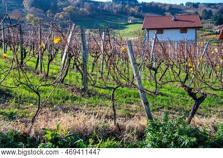 Hilly Txakoli Grape Vineyards, Making Of Txakoli Or Chacolí Slightly Sparkling, Very Dry White Wine