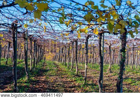 Hilly Txakoli Grape Vineyards, Making Of Txakoli Or Chacolí Slightly Sparkling, Very Dry White Wine