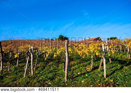 Hilly Txakoli Grape Vineyards, Making Of Txakoli Or Chacolí Slightly Sparkling, Very Dry White Wine