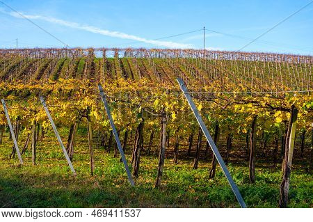 Hilly Txakoli Grape Vineyards, Making Of Txakoli Or Chacolí Slightly Sparkling, Very Dry White Wine