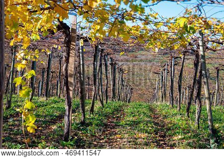 Hilly Txakoli Grape Vineyards, Making Of Txakoli Or Chacolí Slightly Sparkling, Very Dry White Wine