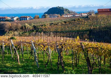 Hilly Txakoli Grape Vineyards, Making Of Txakoli Or Chacolí Slightly Sparkling, Very Dry White Wine