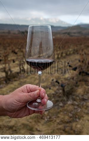 Tasting Of Rioja Wine, Ripe And Dry Bunches Of Red Tempranillo Grapes After Harvest, Vineyards Of La