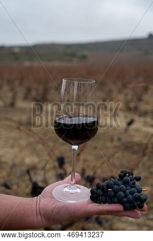 Tasting Of Rioja Wine, Ripe And Dry Bunches Of Red Tempranillo Grapes After Harvest, Vineyards Of La