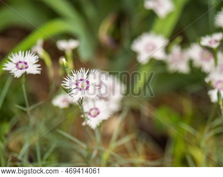 White And Pink Flower Dianthus Hyssopifolius Growing In Mountains. Flower Of The Carnation Dianthus 