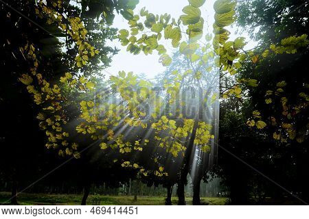 Tranquil Sun Rays Coming Down Through Foliage In Winter Morning, Howrah, West Bengal, India. Dark Gr