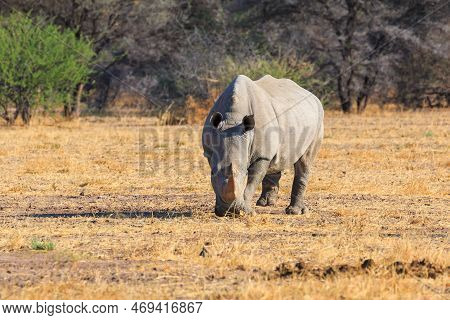White Rhino In Natural Habitat In Waterberg Plateau National Park In Namibia. African Wildlife. Sout