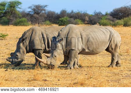 White Rhino In Natural Habitat In Waterberg Plateau National Park In Namibia. African Wildlife. Sout