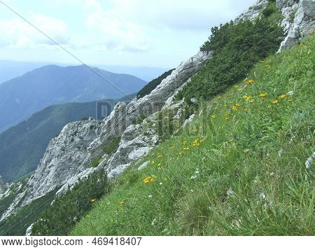 Pilosella Is Genus Of Flowering Plants In The Family Asteraceae. Yellow Flowers Of Pilosella Bloomin