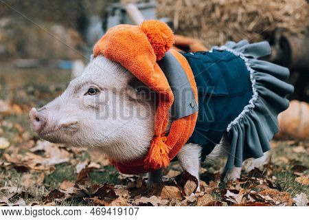 White Mini Pig In A Smart Suit Posing On An Autumn Background