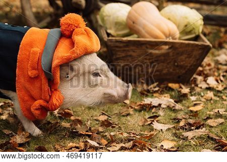 White Mini Pig In A Smart Suit Posing On An Autumn Background