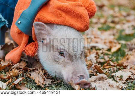 White Mini Pig In A Smart Suit Posing On An Autumn Background