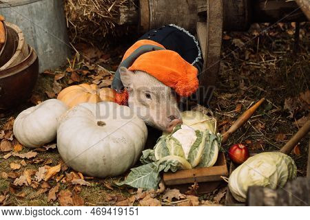 White Mini Pig In A Smart Suit Posing On An Autumn Background