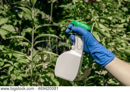 Treatment In The Garden Of Young Shoots Of Roses From Aphids, Whiteflies And Insect Pests