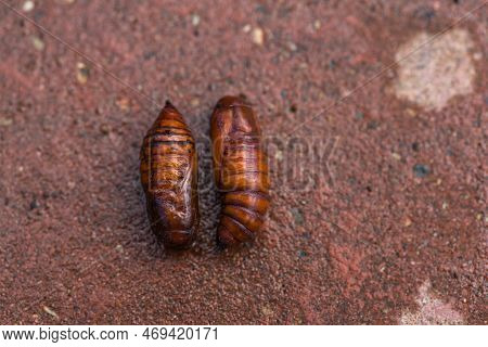 Pupa Moth From The Family Owlet Moths Noctuidae