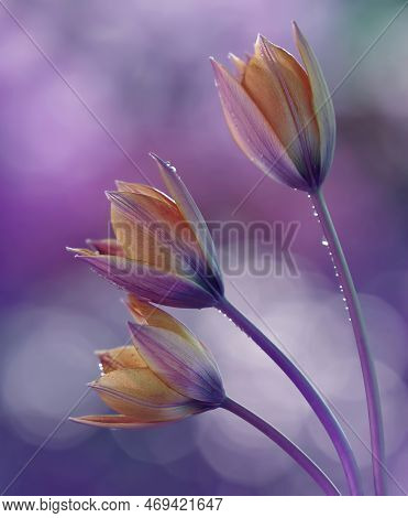 Yellow Tulips Botanical In Waterd Drops Ona A Blurred Light Purple Background