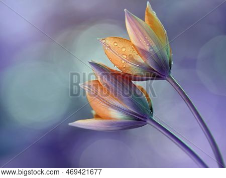 Yellow Tulips Botanical In Waterd Drops Ona A Blurred Light Purple Background