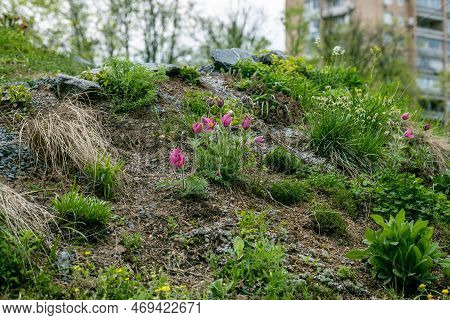 Miscellaneous Tulips Clusiana Bloom In A Garden In April