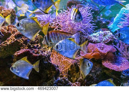 Monodactylus Argenteus, Silver Moonyfish, Silver Moony, Butter Bream, Diamondfish In Marine Aquarium