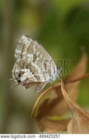 Natural Vertical Closeup On The Mediterranean Geranium Bronze Butterfly, Cacyreus Marshalli On A Lea