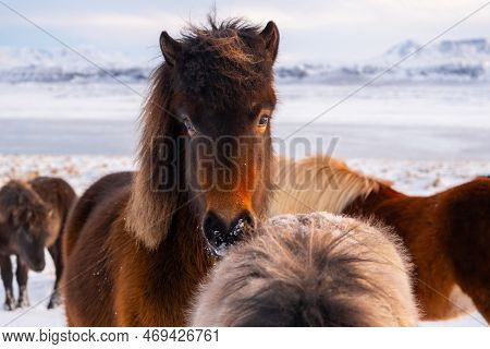 Icelandic Horses In Winter, Rural Animals In Snow Covered Meadow. Pure Nature In Iceland.