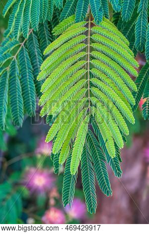 Close Up Of Mimosa Tree Leaves And Leaflets. Albizia Julibrissin Tree Flower, Persian Silk Tree, Pin