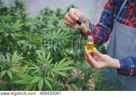 Scientist Analyzing And Researching Hemp Oil Extracts, Concept Of Herbal Alternative Medicine, Cbd H