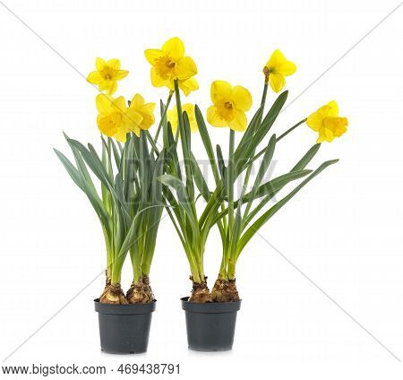 Narcissus Jonquilla In Front Of White Background