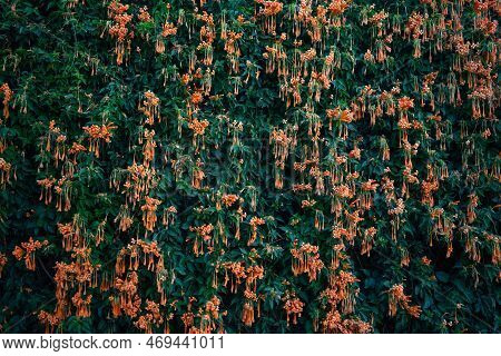 Flamevine Orange Flowers Wall. Green Leaves And Bright Blossoms Background