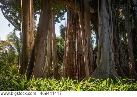 Ficus Macrophylla F. Columnaris, Banyan Tree Or Lord Howe Fig. Aerial Roots
