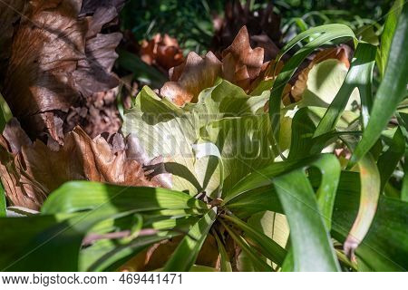 Brown And Green Leaves Of Common Staghorn Fern In Bright Sunlight