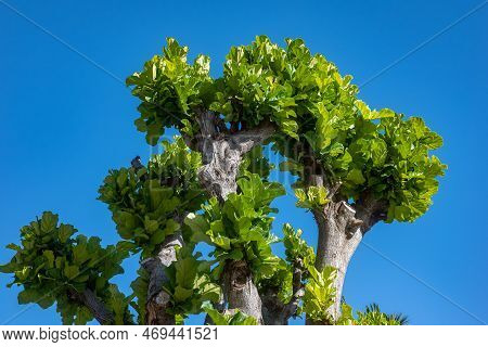 Ficus Pandurata Or Fiddle-leaf Fig Grey Trunk And Green Leaves On Blue Sky