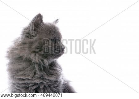 Gray Kitten On A White Background, Close-up, Copycat, Head Of A Sergo Cute Kitten.