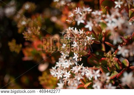 White Flowers Of Jade Plant Pollintated By A Bee. Red Edges Of Green Leaves