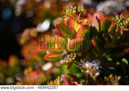White Flowers Of Jade Plant Pollintated By A Bee. Red Edges Of Green Leaves