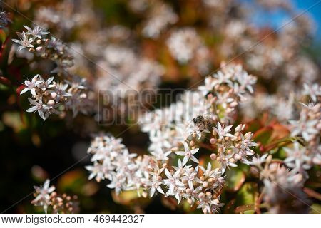 White Flowers Of Jade Plant Pollintated By A Bee. Red Edges Of Green Leaves
