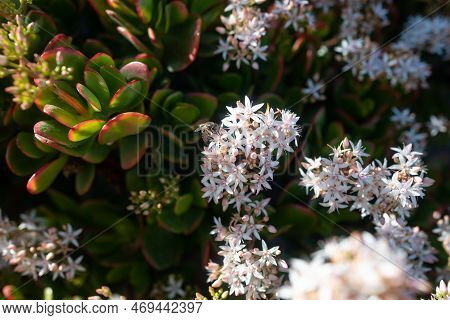 White Flowers Of Jade Plant Pollintated By A Bee. Red Edges Of Green Leaves