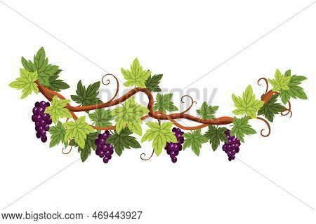 Grape Bunch. Cluster Of Berries And Leaves. Grape Vine, Decorative Climbing Plant. Fruit, Growing He