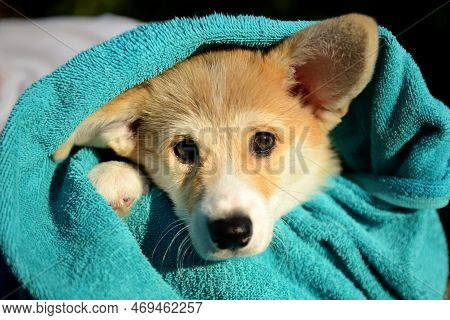 Portrait Of A Cute Corgi Puppy. A Small Smiling Dog On A Walk. A Dog For An Advertising Tape. Playfu