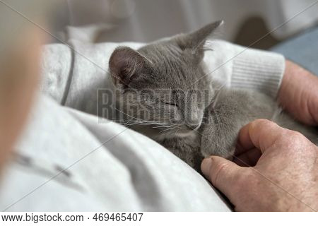 Elderly Man Sits And Strokes A Cat, Feline Therapy. Old Man Stroking A Pet Cat. Happy Senior Male Ho