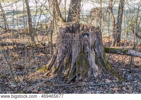 A Cut Tree Hollow From Rot And Decay Over Time Eaten Away By Insects And Weather Alongside A Trail B