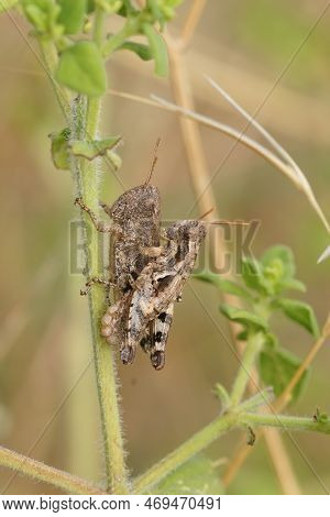 Detailed Closeup On A Copluation Of A Couple Of Common Maquis Grasshopper, Pezotettix Giornae, In Th